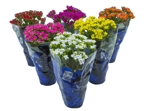 Vaso Kalanchoe